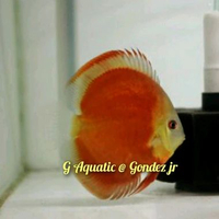 #ikan discus sun merah size 6-7cm
