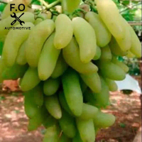 Bibit anggur import banana Grafting