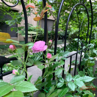 拱形花架綠蘿月季花爬藤架子插地蟹爪蘭支撐桿鐵藝多層園藝支架柱
