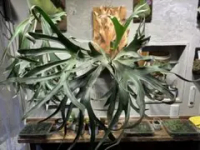 FSQ vp#2 De la Rocha 株分品 fsq vp#2の価格比較なら-2026年1月 | BigGo日本