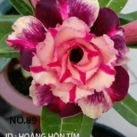 adenium bunga' tumpuk dan single
