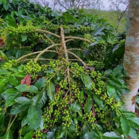 termurah bibit kopi Arabika Gayo Ateng super tanaman isi 10 batang