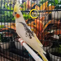 BURUNG FALK PARKIT AUSTRALI WARNA BON CERAH PILIHAN BAGUS