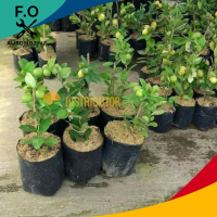 Bibit Jeruk lemon import Kondisi berbuah