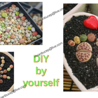 Not Real Lithops DIY DECORATION Not Seeds Stones Artificial Exotic Plants Unusual Succulent FREE SHIPPI
