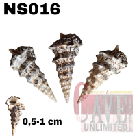 NS016 cangkang shell rumah kelomang keong umang kumang natural asli
