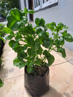 Bibit bayam brazil pot 15x15 - Fresh dan segar