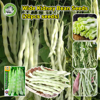 [ปลูกง่าย/COD] ? สินค้าดี มีคุณภาพ - เมล็ดพันธุ์ เมล็ดพันธุ์ผัก High Yield Wide Kidney Bean Seeds Or