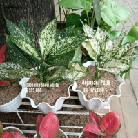 Aglaonema Snow White