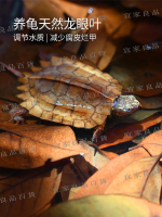 【宜家良品百貨】烏龜專用免煮龍葉養龜欖仁葉子龜缸造景PH酸堿改善水質腐皮爛甲
