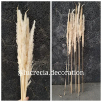 Pampas Grass Dried Tipe C- Small size