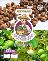 Bibit Premium Bidara Arab | Benih Bidara Arab