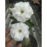 Tanaman Hias Adenium Grafting JAWS (Size A)