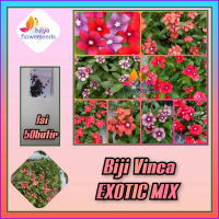 Biji bunga vinca (Exotic)