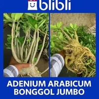 Adenium Arabicum Bonggol Jumbo – Batang Besar, Akar Kuat, Koleksi Adenium Langka