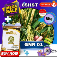 benih padi GNR 01 benih padi berkualitas super mantap