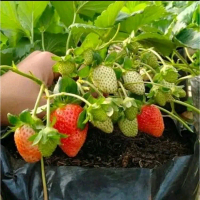 Bibit Strawberry Siap Tanam