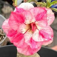 Tanaman Hias Adenium Grafting CHEN YUAN (Size A)