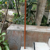 Tongkat Ulin manang proses alami