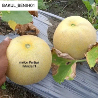 TERMURAH 150+ BENIH MELON PERTIWI HIBRIDA F1 BIBIT UNGGUL B_B 01