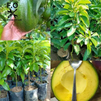 Bibit Alpukat Markus Tinggi 1 Meter Up Batang Besar - Alpukat Jumbo