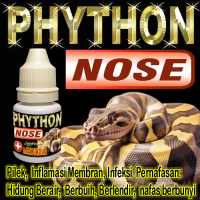 PHYTON NOSE OBAT ULAR PITON PILEK MENGOBATI PENYAKIT INFEKSI PERNAPASAN ULER BALLPHYTON CORN SNAKE S