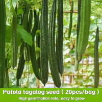 ปลูกง่าย ปลูกได้ทั่วไทย (20เมล็ด/ซอง) มล็ดพันธุ์บวบเหลี่ยม High Yield Patola Tagalog Seeds for Plant