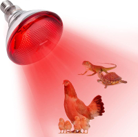 Heat Lamp for Chickens Coop Brooder and Reptile Heat Bulb 150 Watt Infrared Red Light