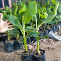 Bibit buah pisang mas/mas Kirana asli (pisang emas)