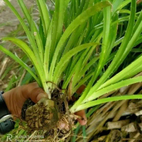 Pandan Duri - Pandan Tikar - Pandan Laut Mengatasi Kencing Manis