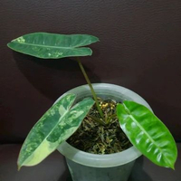 Philodendron Billietiae Varigata (Kabel Busi Varigata) - Tanaman Hias Hidup