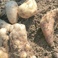 1kg gembili ketan Purworejo josjis