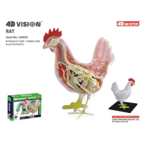 4D Chicken Intelligence Assembling Toy Animal Organ Anatomy Model Medical Teaching DIY Popular Science Appliances