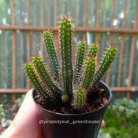 Euphorbia Baioensis | Kaktus Sukulen Tanaman Hias Unik – Koleksi Euphorbia M | Multihead Form