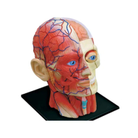 4D Human Head with Muscle Anatomy Model Life Size14 Parts Detachable Skull Skeleton Anatomical Teaching Supplies