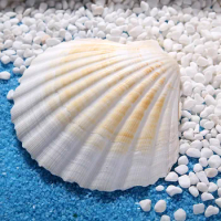 1PC Natural Sea Shell Big White Scallop Mediterranean Style Crafts Accessories Aquarium Fish Tank Landscape Home Decorations