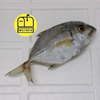IKAN KUWE FRESH SEGAR 300 GR