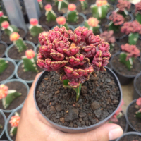 kaktus echinopsis cv chocolate monstousa cristata