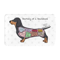 Anatomy Of A Dachshund 3 Sizes Home Rug Room Carpet Dachshund Dog Breed Anatomy
