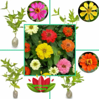 Paket Hemat 10 Bunga Kertas Zinnia / Pohon Hias Bunga Kertas Zenia,Zania / Tanaman Bunga Kertas Mix 