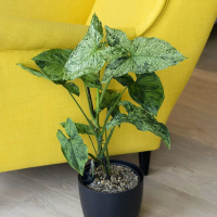 Tanaman hias Syngonium mojito