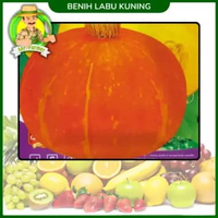 Benih Buah Buahan Semangka Strawberi Melon Labu Benih Bibit Murah Berkualitas Labu Kuning