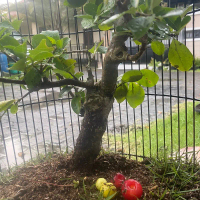 Sangkar Aviary Minimalis Bonsai