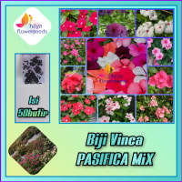 Biji bunga vinca Pasifica