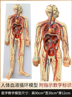 人體血液循環系統模型全身內臟器官解剖教學教具心臟血管演示模型