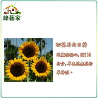【綠藝家】H40.切花用向日葵種子5顆