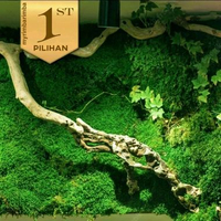 Moss Gorontalo Lempeng Pakis Hiasan Paludarium Terrarium Aquascape