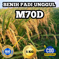 BENIH PADI UNGGUL M70D ORIGINAL BERKUALITAS KEMASAN 5KG
