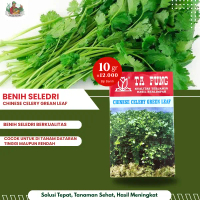 Benih Seledri ta fung 10 gr ( 12.000 biji ) benih celery green leaf tafung bibit celery green leaf t