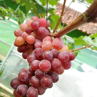 Bibit anggur jupiter bibit hasil grafting